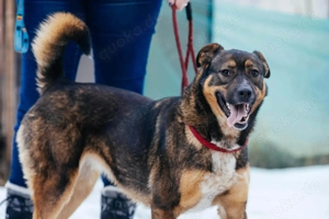 Amira möchte endlich ein liebevolles Zuhause Bild 7