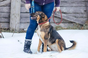 Amira möchte endlich ein liebevolles Zuhause Bild 8