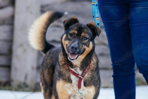 Amira möchte endlich ein liebevolles Zuhause