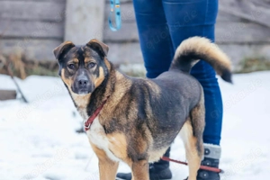 Amira möchte endlich ein liebevolles Zuhause Bild 2