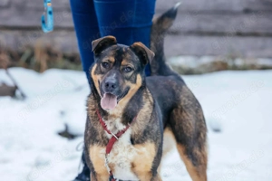 Amira möchte endlich ein liebevolles Zuhause Bild 6