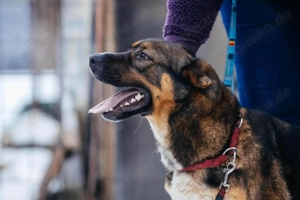 Amira möchte endlich ein liebevolles Zuhause Bild 10