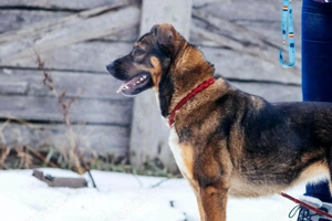 Amira möchte endlich ein liebevolles Zuhause Bild 5