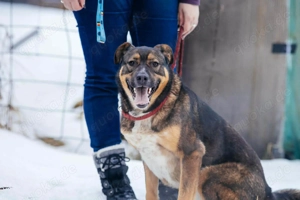 Amira möchte endlich ein liebevolles Zuhause Bild 3