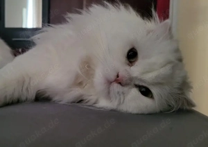 Weißer Kater mit gold-grünen Augen sucht ein liebevolles Zuhause      Bild 7