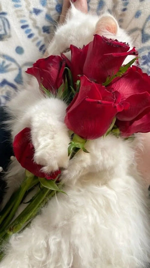 Weißer Kater mit gold-grünen Augen sucht ein liebevolles Zuhause      Bild 2