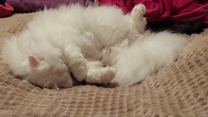 Weißer Kater mit gold-grünen Augen sucht ein liebevolles Zuhause      Bild 8