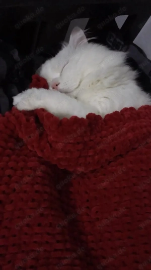 Weißer Kater mit gold-grünen Augen sucht ein liebevolles Zuhause      Bild 10