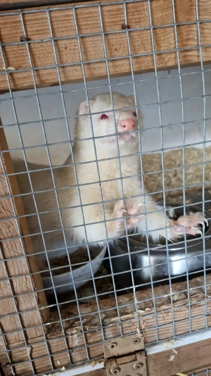 Frettchen Rüde als Paar zu verkaufen 