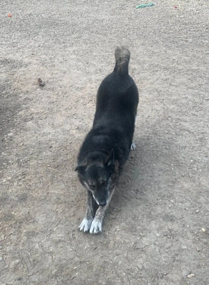 Wer gibt dem älteren Boris eine Chance auf ein Zuhause? Bild 8