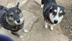 Wer gibt dem älteren Boris eine Chance auf ein Zuhause? Bild 3