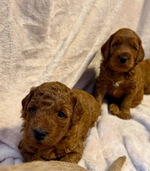 Labradoodle Welpen Medium   Klein 