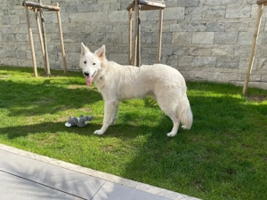 Deckrüde  Weisser Schäferhund o.P.