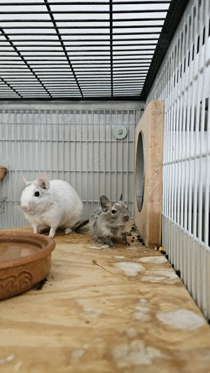 Süße Degubabys suchen ihr Für Immer Zuhause!  Bild 3