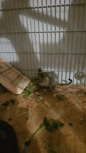 Süße Degubabys suchen ihr Für Immer Zuhause!  Bild 5