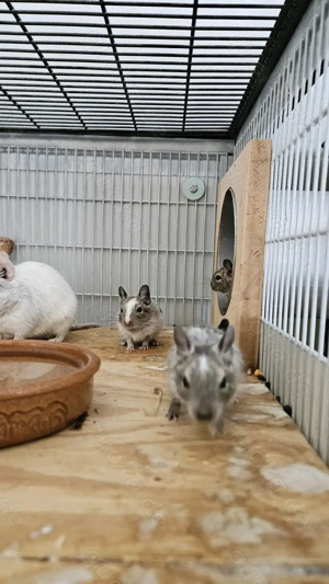 Süße Degubabys suchen ihr Für Immer Zuhause!  Bild 4