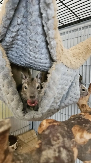 Süße Degubabys suchen ihr Für Immer Zuhause!  Bild 2