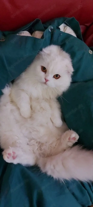 weiße Perser Katze   