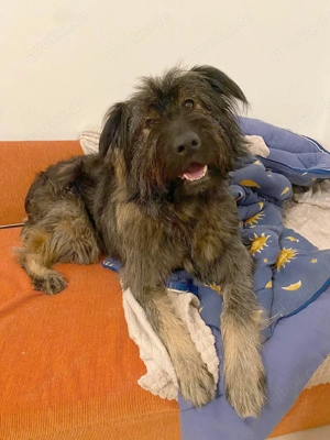 Wuscheliger Grey sucht seine Familie