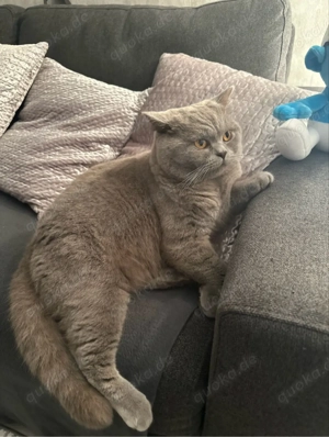    Wunderschöner Britisch Kurzhaar Kater sucht liebevolles Zuhause    Bild 3