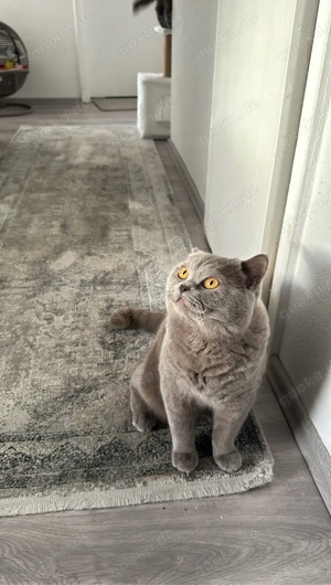    Wunderschöner Britisch Kurzhaar Kater sucht liebevolles Zuhause   