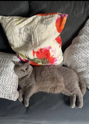    Wunderschöner Britisch Kurzhaar Kater sucht liebevolles Zuhause    Bild 2