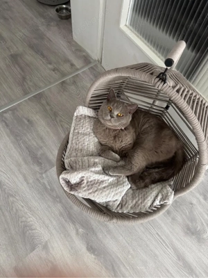    Wunderschöne Britisch Kurzhaar Katze sucht liebevolles Zuhause   