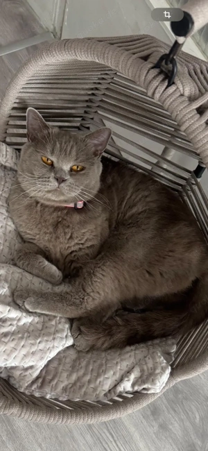    Wunderschöne Britisch Kurzhaar Katze sucht liebevolles Zuhause    Bild 2