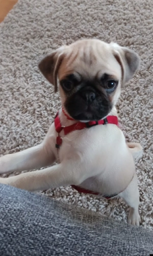 Süßer Mopswelpe (11 Wochen)   geimpft & gechippt & Paket sofort abgabebereit