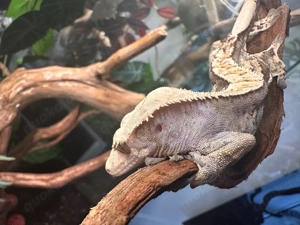 Kronengecko - T2 - Gecko - Correlophus ciliatus - CrestedGecko - 0.1