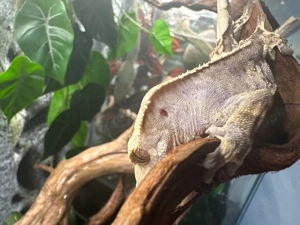 Kronengecko - T2 - Gecko - Correlophus ciliatus - Crested Gecko - 0.1