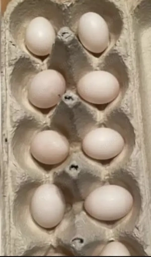Futtereier für Dasypeltis (Eierschlangen) Bild 2
