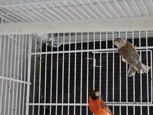 ein par zum Verkaufen 