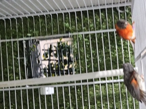 ein par zum Verkaufen  Bild 3