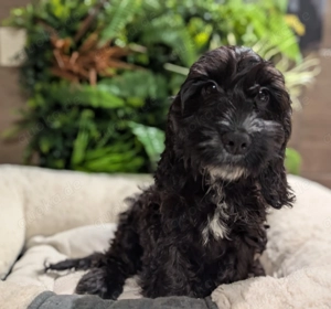 Hübsches Cockapoomädchen  