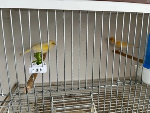 Kannarien zu verkaufen 