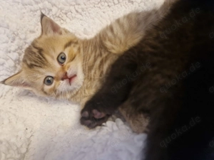 Bkh bären tabby 2 mädels suchen noch dürfen reserviert werden