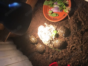 Griechische Landschildkröten