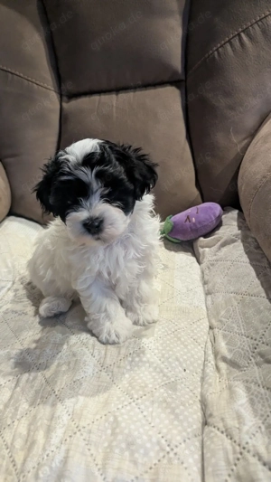 Bolonka Zwetna Welpen 