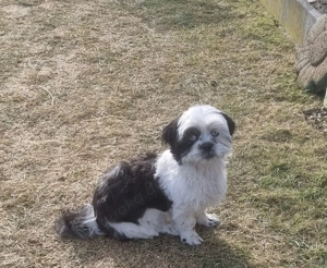 Shih tzu Weibchen 