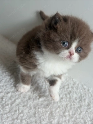 Bkh Kitten mit Stammbaum