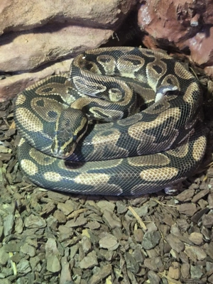 Königspython mit Terrarium und Vernebler