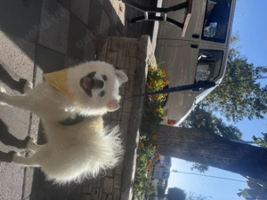 Deckrüde sucht Herzensdame   