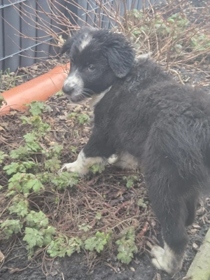 Hundebabys zuverkaufen