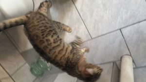 Bengal Mädchen  Bild 5