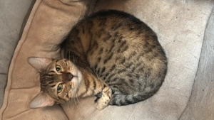 Bengal Mädchen  Bild 2