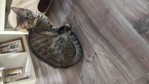 Bengal Mädchen  Bild 4