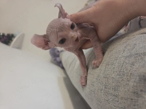 Sphynx kittens