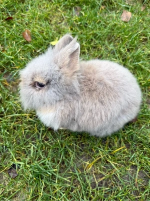 1 Zwergkaninchen mit Gehege Bild 2