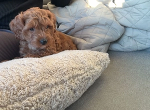 Malipoo Welpe sucht liebevolles Zuhause 1 Rüde( schokobraun mit weis) 